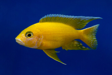 Beautiful colored small cichlids with a blue background.