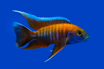 Beautiful colored small cichlids with a blue background.