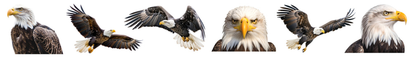 Obraz premium Eagle bird png cut out element set
