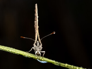 butterfly on a leaf