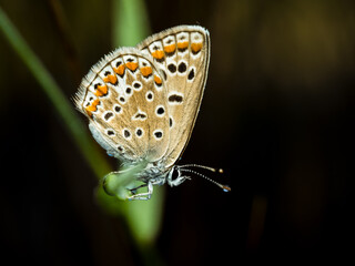 close up of butterfly