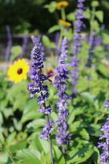 Obraz premium Purple flower