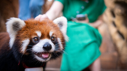red panda 