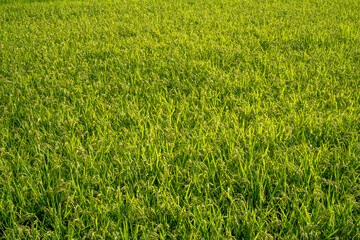 rice field, Japan, summer, rice, field, crops, green, 草, 野原, 緑, 自然, 芝, 植える, とぶ, サマータイム, 牧草地, 質感, 農学, 伸び, 芝, ナチュラル, 新鮮, 風景, ファーム, 包囲, 農業, アブストラクト, くだらない人, 季節, 作物, 米, 公園