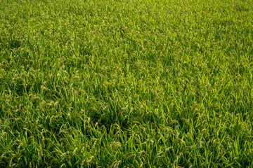 rice field in Japan.