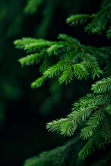 Emerald Embrace: A close-up of lush evergreen branches, their vibrant green needles bathed in soft light, creating a serene and calming ambiance. 