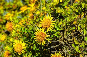 Bush with spiky leaves and yellow flowers in the Doring River Valley near Oudtshoorn, Western Cape, South Africa