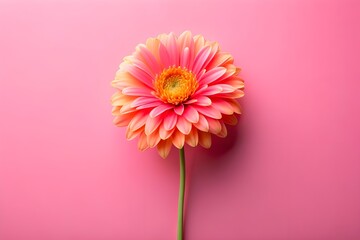 Pink Flower On pink Background