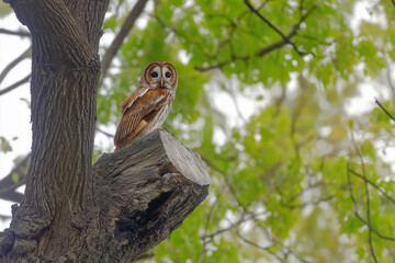 Fototapeta premium Eule