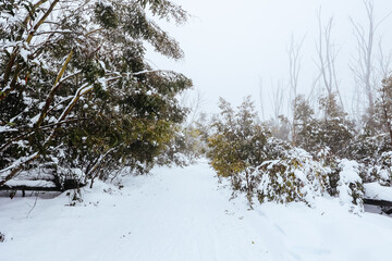 Family Snowshoeing and snow landscape at Lake Mountain Australia
