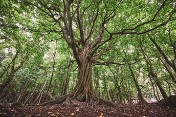 Majestic Old Tree with Twisting Roots and Branches in a Dense Forest under a Canopy of Green Leaves