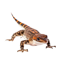 Naklejka premium Banded Gecko in Transparency Isolated Object Image Without Background.