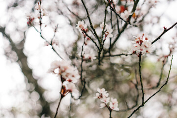 Juneberry Amelanchier lamarckii, blooms of springtime