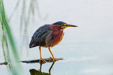 Horizontal profile view of green heron perched on a log in the Leon-Provancher Marsh during a late summer dawn, Neuville, Quebec, Canada