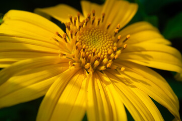 Heliopsis helianthoides flowers are yellow and better known as false sunflowers or early sunflowers that thrive in the highlands