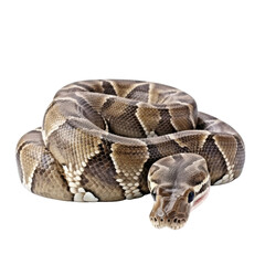 Obraz premium Boa Constrictor Snake Isolated Without Background, Transparent Object.