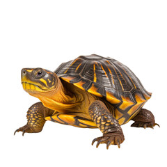 Fototapeta premium Transparent Isolated Box Turtle on Stark White Background Without Context.