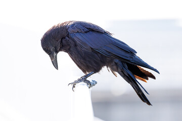 手摺に止まるハシボソガラス