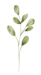Green branch leaves, hand drawing, digital botanical illustration.