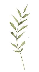 Fototapeta premium Green branch leaves, hand drawing, digital botanical illustration.