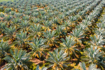 Obraz premium Top view of Date palm trees line up neatly in a field with a beautiful sky in the background.