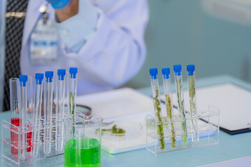 Scientists prepare for the experiment by wearing latex gloves. An experimenter arranges experimental equipment on a table with test tubes and chemicals for making drugs and biochemical for human.