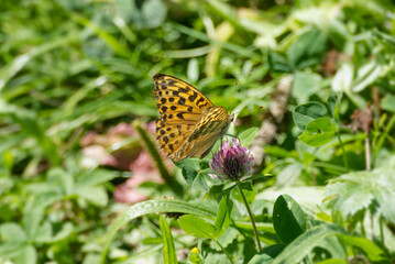 Silver-washed Fritillary butterfly (Argynnis paphia) sitting on pink flower in Zurich, Switzerland