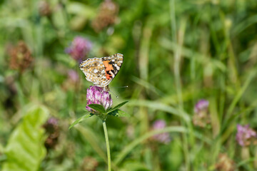 Painted Lady (Vanessa Cardui) Butterfly perched on pink flower in Zurich, Switzerland