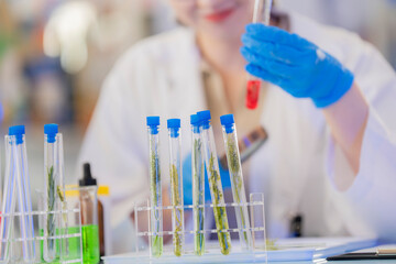 female scientist Experimenting through tubes of chemical liquids and plant samples. In a laboratory with test samples in the background in a modern laboratory By testing safely and cleanly.