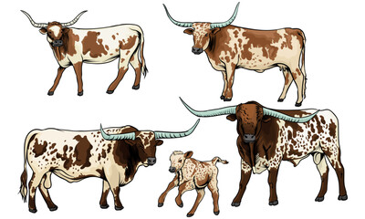 longhorn cattle in various poses with separate white background