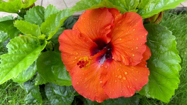 Orange hibiscus Gudhal flower on green tropical garden background close up.Orange hibiscus flower on green grass background close up. Common name are Jasvandi, Gurhal, Chinese hibiscus, Shoe flower, 
