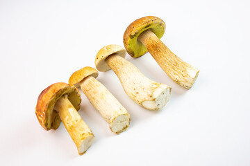 Fresh boletus mushroom. Harvest of hog mushrooms, white mushrooms on a white background. Natural fresh boletus mushrooms,harvest season,ingredient.