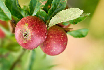 Apples, trees and closeup in orchard in nature, leaves or agriculture with food production for nutrition. Red fruits, growth and sustainability farming in countryside, environment or crops in China