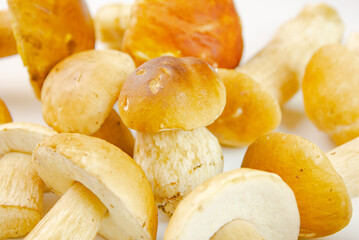 Fresh boletus mushroom. Harvest of hog mushrooms, white mushrooms on a white background. Natural fresh boletus mushrooms,harvest season,ingredient.