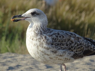Mouette sur une plage de Sète en France.