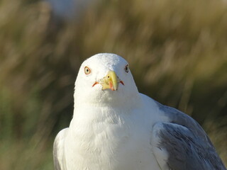 Mouette sur une plage de Sète en France