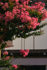 Fototapeta premium 街角の百日紅咲く20240804