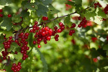 Obraz premium Ripe red currant berries on a branch in the garden. Organic farming, healthy food 