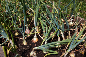 Obraz premium A bed of onions. It's time to harvest organic vegetables.