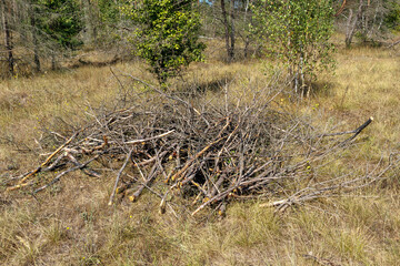 A pile of brushwood and branches lies on the ground. The concept of territory improvement, pruning of branches, cutting of trees and bushes.