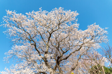 空と桜