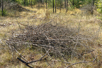 A small pile of cut and sawn tree branches lies on green grass. There is a pile of brushwood and branches on the ground. The concept of landscaping, pruning branches, trimming trees and bushes.