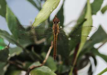selective focus dragonfly perched on a wijaya kusuma or cactus leaf in the garden or park during the day