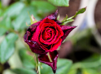 close up selective focus of red rose outdoor with dewdrop or water drop or rain droplet in the garden with blurred background