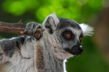 Ring tailed lemur hanging from the brach of a tree
