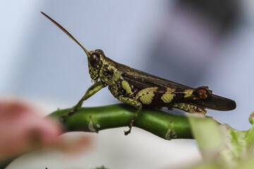 selective focus of a large or adult brown green grasshopper on a flower branch in the garden during the day with a blurred background