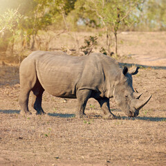Fototapeta premium Rhino, conservation and protected in nature for safety, poaching prevention or secure environment. Endangered species, ecosystem or animal in safari for risk awareness in wildlife reserve in Africa