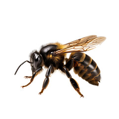 Isolated Carpenter Bee with Detailed Anatomy and Features.