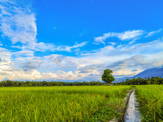 natural scenery of rice fields with a cloudy blue sky in the summer