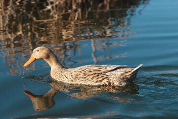 A Swimming Duck